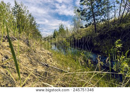 Proto On The Edge Of The Forest Overgrown With Small Shrubs And Dense Grass Against A Blue Cloudy Sk