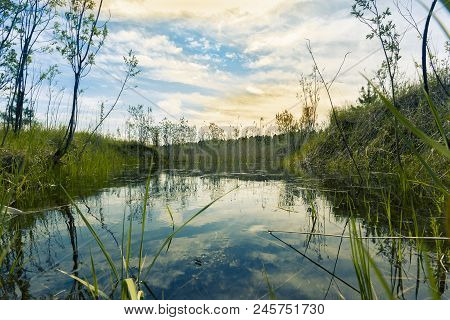 Proto On The Edge Of The Forest Overgrown With Small Shrubs And Dense Grass Against A Blue Cloudy Sk