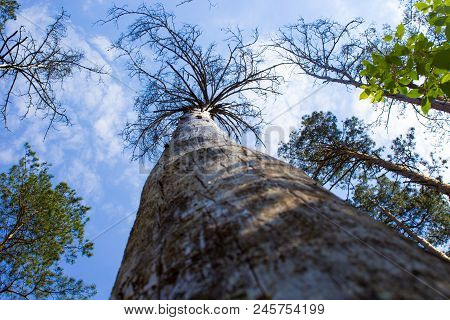 Dry Tree Trunk Without Bark. The Sky Is Blue With White Clouds. Bottom View. There Are The Upper Bra