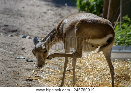 The Goitered Gazelle Calf (gazella Subgutturosa) In Helsinki Zoo.
