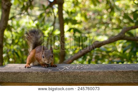 The Red Squirrel (sciurus Vulgaris) Enjoying Its Lunch.