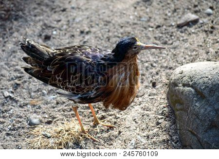 The Ruff (calidris Pugnax) Standing Next To A Rock.
