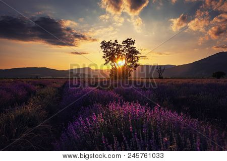 Lavender Flower Blooming Scented Fields In Endless Rows.