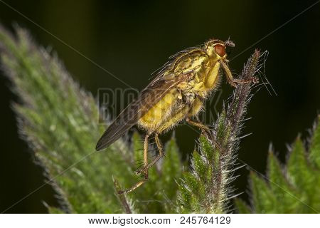 Yellow Dung Fly (scathophaga Stercoraria) Insect On A Stem Of A Plant Flower