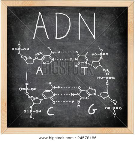 ADN ดีเอ็นเอในสเปน ฝรั่งเศส และโปรตุเกสที่เขียนบนกระดานดำกับชอล์ก โครงสร้างทางเคมีของ D