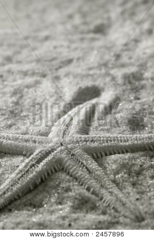 砂の上に、モノクロのヒトデのクローズ アップ