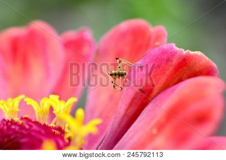 Insect On Gerbera Daisy, Image Of A