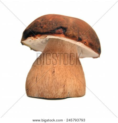 The Dark Cep Bolete, Boletus Aereus Isolated On White