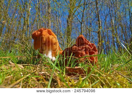 The False Morel Mushroom, Gyromitra Gigas Known As Snow Morel, Calf Brain Or Bull Nose