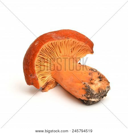 Lactifluus Volemus Mushroom, Known As Lactarius Volemus And Weeping Milk-cap