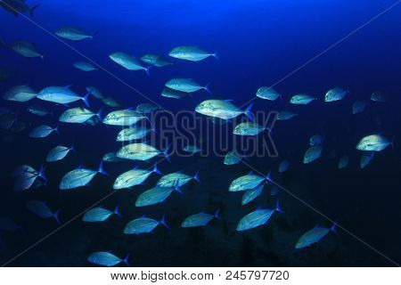Trevally fish (Jackfish) in ocean 