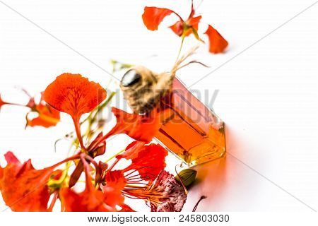 Flame Tree Or Gulmohor Or Goolmohor Tree Flower's Essence In A Transparent Bottle Isolated On White.