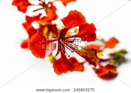 Close Up Of Flowers Of Flame Tree Or Peacock Tree Isolated On White Also  Known As Gulmohor Or Goolm