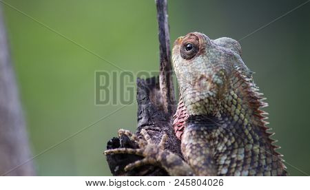 A Garden Lizard Sitting On A Log