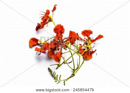 Close Up Of Flowers Of Flame Tree Or Peacock Tree Isolated On White Also  Known As Gulmohor Or Goolm