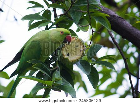 A Parrot Seen Eating Custard Apple Fruit On The Tree