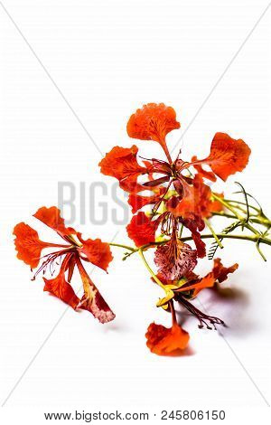 Close Up Of Flowers Of Flame Tree Or Peacock Tree Isolated On White Also  Known As Gulmohor Or Goolm