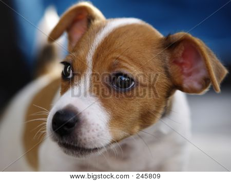 Pup