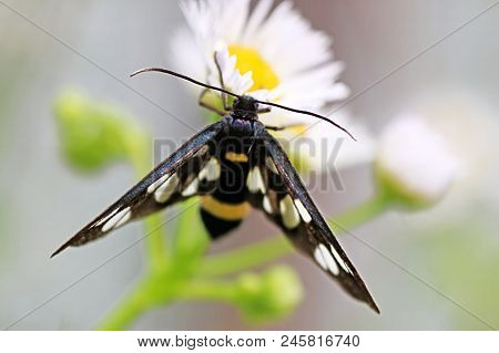 Nine-spotted Moth Or Yellow Belted Burnet, Amata Phegea, Formerly Syntomis Phegea On Chamomile Flowe