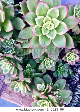 A Bed Of Succulents In A Xeriscaped Garden