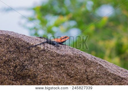 The Rock Agama Lizard Sitting On The Rock