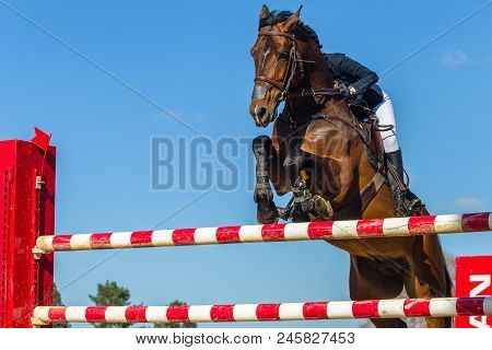 Show Jumping Horse Rider Closeup Action