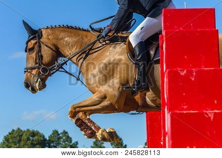Show Jumping Horse Rider Closeup Action