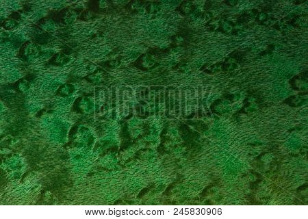 Birds eye maple texture (Sugar maple/ Acer saccharum ) . Blue - Green stained color. Prized wood for its Visual appearance. Often used on Guitars and fine furniture.Also know as figured maple.