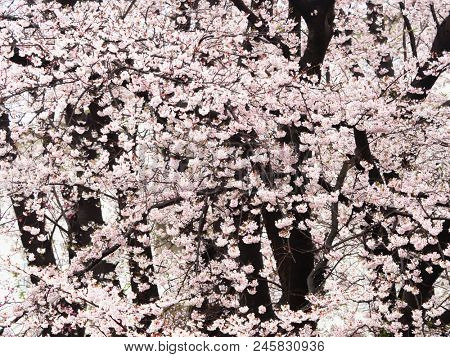 Somei Yoshino cherry blossoms (Japanese cherry/ Prunus Ã yedoensis) in full bloom, with tree trunks in background.