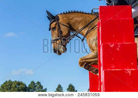 Show Jumping Horse Rider Closeup Action