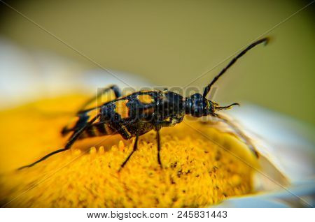 Rutpela Maculata Or Spotted Longhorn In His Natural Environment On A Daisy Extreme Closeup