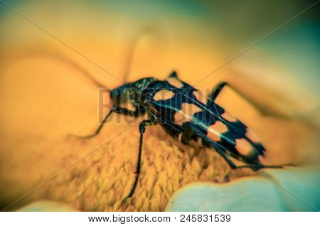 Rutpela Maculata Or Spotted Longhorn In His Natural Environment On A Daisy Extreme Closeup