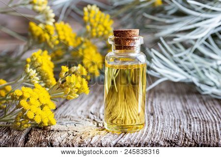 A Bottle Of Essential Oil With Fresh Blooming Helichrysum Italicum Plant