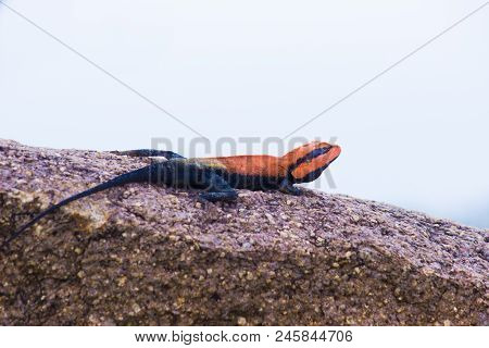 The Rock Agama Lizard Sitting On The Rock In Its Natural Habitat