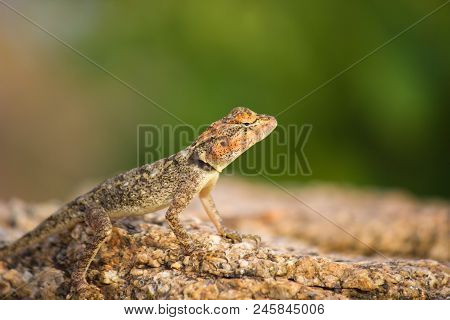 The Rock Lizard Seen Camouflaged In Its Natural Habitat