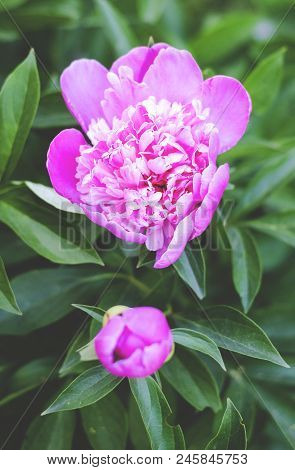 Pink Peony Flowers In The Garden Close Up