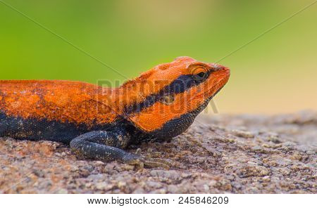 A Rock Agama Lizard Sitting On The Rock In Its Natural Habitat