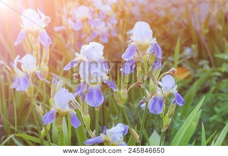 Ordinary Blue White Irises In The Garden