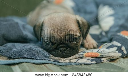 Cute Little Pitiful Sad Pug Puppy Dog Lying Down On Wooden Floor