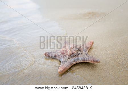 Starfish On Teluk Dalam Pangkor