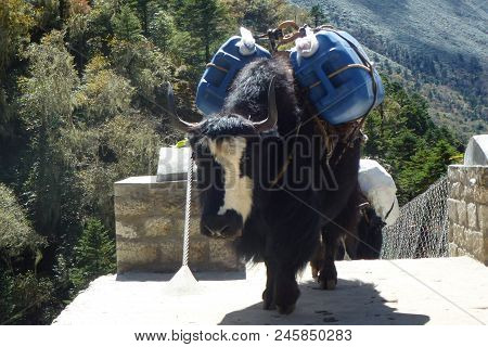 Yaks Over A Suspension Bridge In Tengboche, Everest Base Camp Trek, Nepal