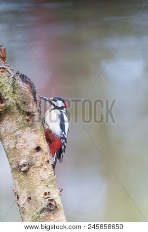 great spotted,woodpecker - Dendrocopos major in tree trunk 