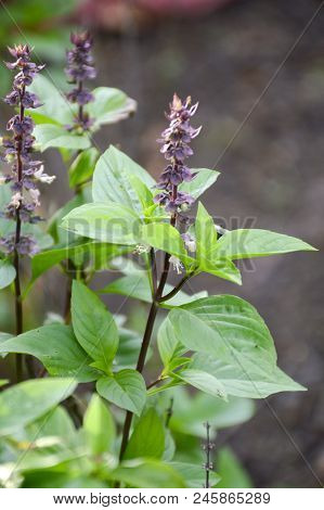Fresh Ocimum Basilicum Plant In Nature Garden