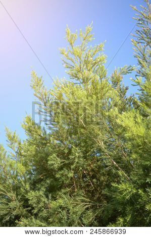 Close Up Khasiya Pine Tree In Nature Garden