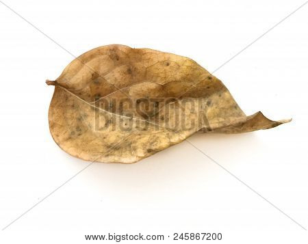 Dry Phyllanthus Acidus Leaves On White Background