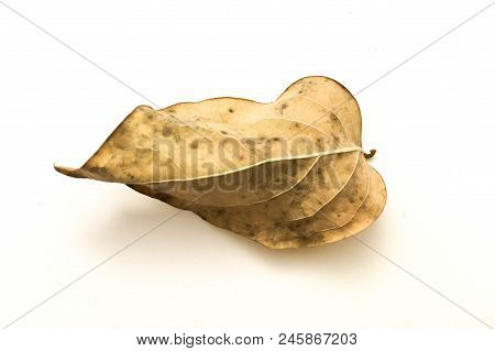 Dry Phyllanthus Acidus Leaves On White Background