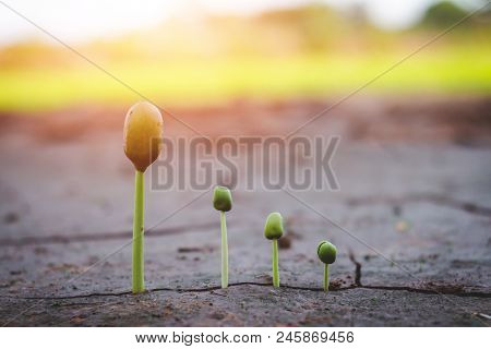 Growth Of Trees In Drought, Living With Tree Drought.