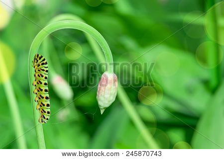 Mahaon Butterfly Caterpillar On Green Gentle Grass, Beautiful Artistic Image, Background, Blank For 
