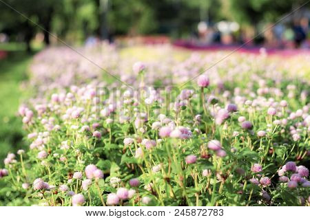 Amaranth Flowers On Plots In The Garden.