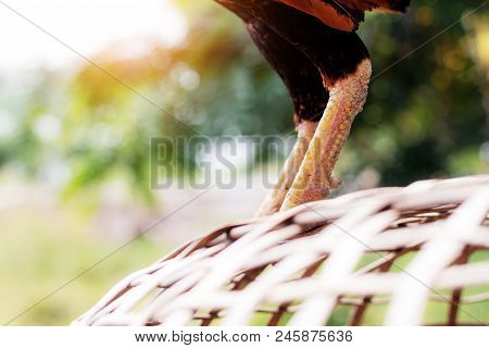 Gamecock Are Standing On Bamboo Cages At Sunlight.